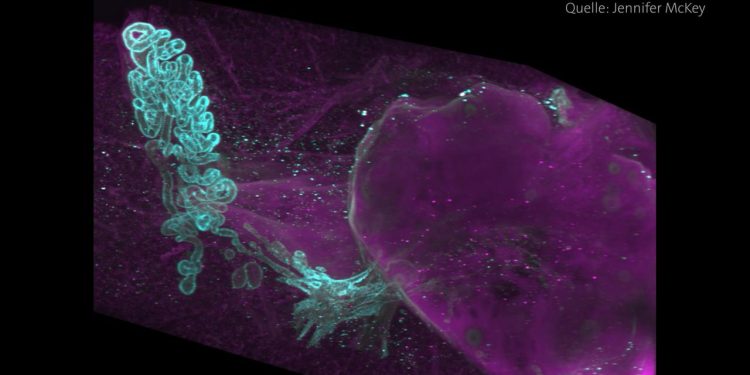 teil-des-weiblichen-koerpers-wiederentdeckt