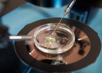 wenn-im-labor-aus-stammzellen-ei-oder-samenzellen-werden