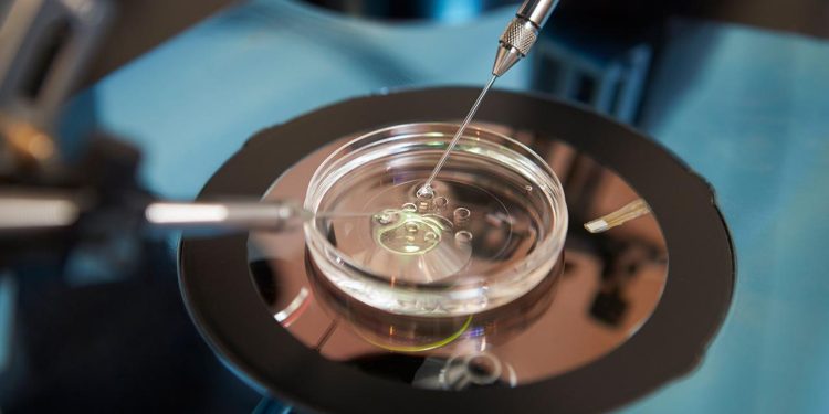 wenn-im-labor-aus-stammzellen-ei-oder-samenzellen-werden