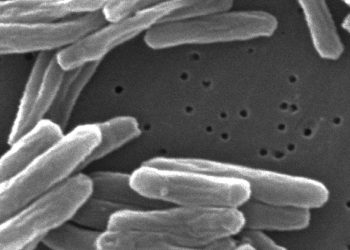 keime-schnell-identifiziert:-krankheitserreger-in-minuten-statt-tagen-erkennen