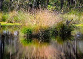 klimaschutz:-umweltminister-schneider-will-waelder-und-moore-staerken