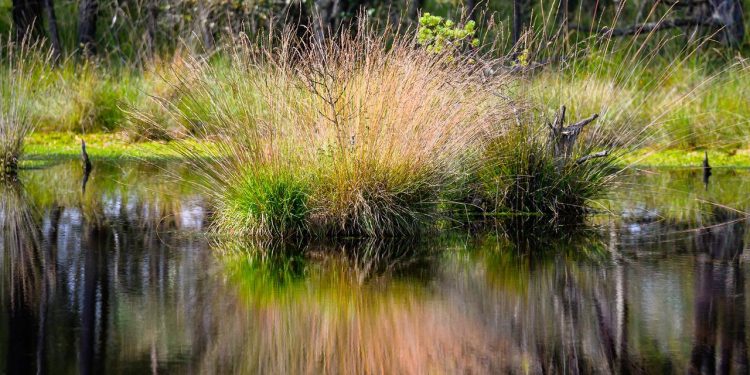 klimaschutz:-umweltminister-schneider-will-waelder-und-moore-staerken