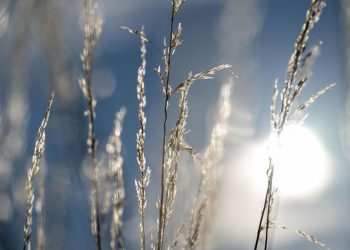 wenn-graeserpollen-zur-belastung-werden