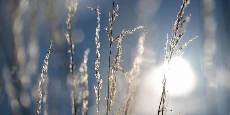 wenn-graeserpollen-zur-belastung-werden