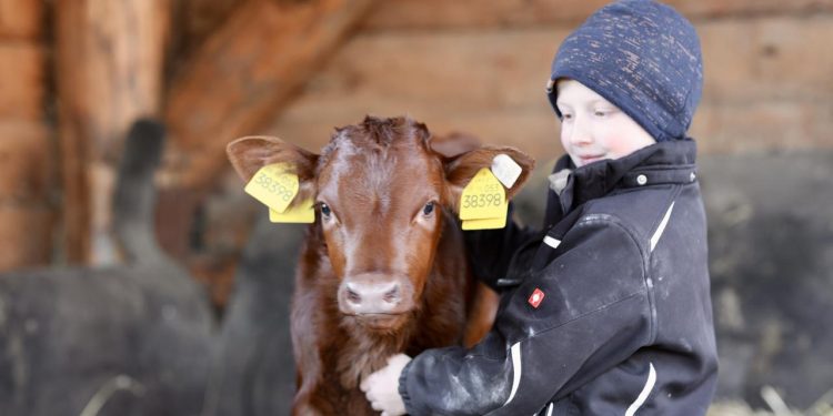 landleben:-warum-stallstaub-allergisches-asthma-verringern-kann