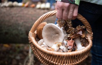 nordrhein-westfalen:-80-jahre-alte-pilzsammlerin-nach-tagen-im-wald-gerettet