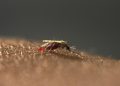 malaria-wirkstoff-aus-deutschland-ein-durchbruch?