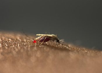 malaria-wirkstoff-aus-deutschland-ein-durchbruch?