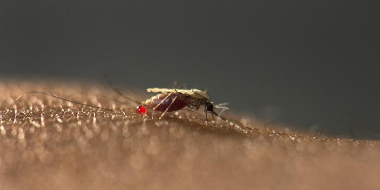 malaria-wirkstoff-aus-deutschland-ein-durchbruch?