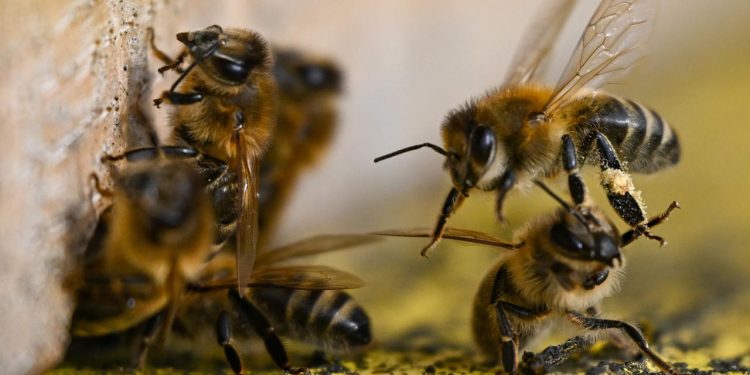 verhaltensbiologie:-jede-honigbiene-sticht-anders