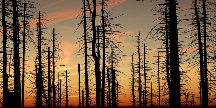 was-mit-dem-wald-passiert,-wenn-der-golfstrom-kollabiert
