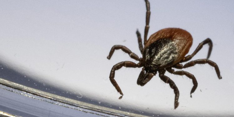 gefahr-durch-zecken-immer-groesser