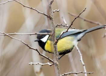 voegel-in-der-stadt-sind-bunter