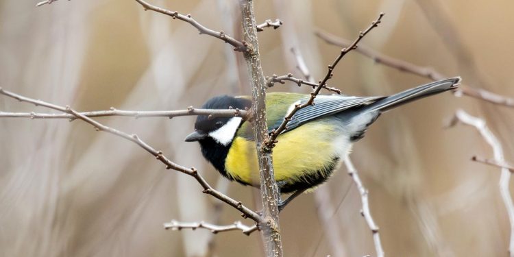 voegel-in-der-stadt-sind-bunter