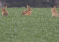 feldhasen-moegen’s-warm-und-trocken