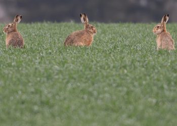 feldhasen-moegen’s-warm-und-trocken