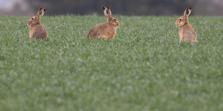 feldhasen-moegen’s-warm-und-trocken