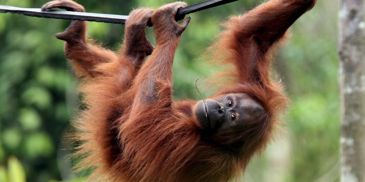 evolutionsforschung:-komplettes-genom-von-menschenaffen-entschluesselt