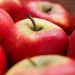diese-neuen-apfelsorten-sind-fuer-allergiker-geeignet