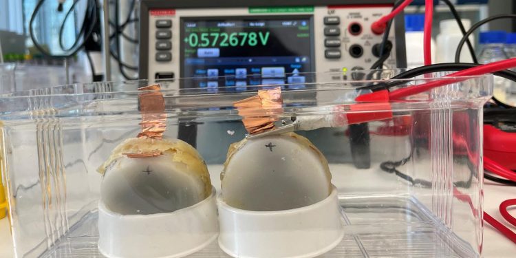 forschung:-bio-batterie-aus-pilzen-entwickelt