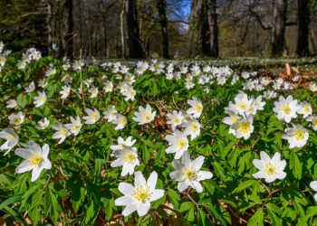 der-klimawandel-setzt-die-fruehblueher-unter-stress
