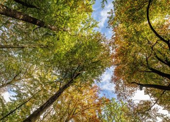 gehirnforschung:-blick-in-die-natur-verringert-schmerzen