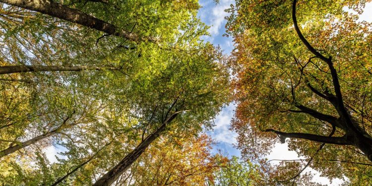 gehirnforschung:-blick-in-die-natur-verringert-schmerzen