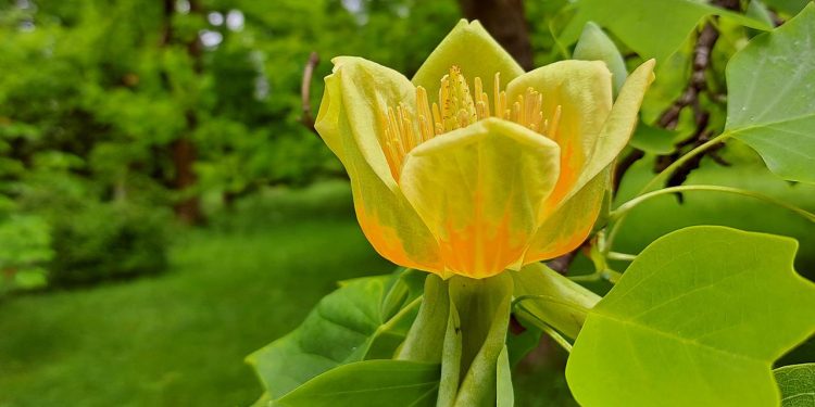 evolution:-bluetenpflanzen-entstanden-vor-123-millionen-jahren