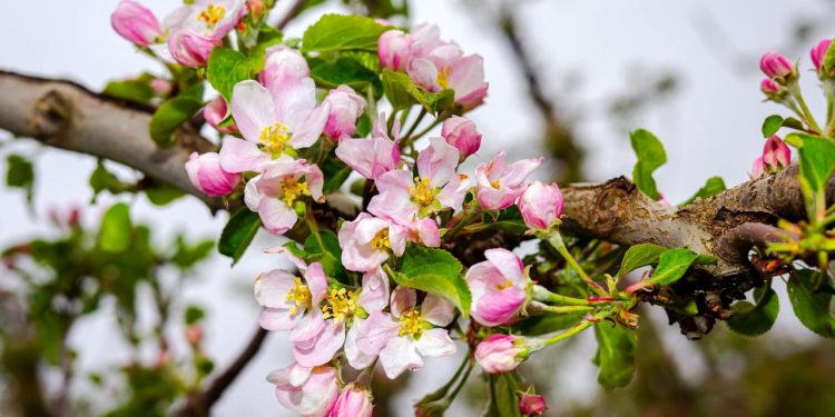 buergerforschungsprojekt:-apfelbaeume-bluehen-immer-frueher