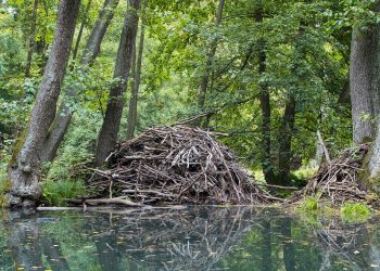 tiere-als-architekten-der-natur:-wieso-das-auch-fuer-uns-wichtig-ist