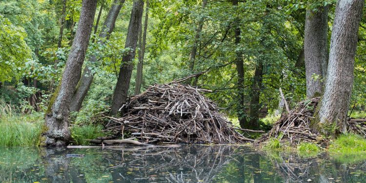 tiere-als-architekten-der-natur:-wieso-das-auch-fuer-uns-wichtig-ist