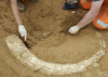 mammutzahn-auf-suedlink-baustelle-ausgegraben
