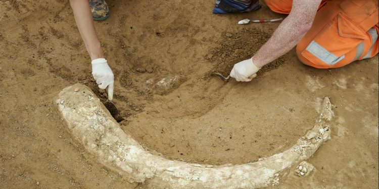 mammutzahn-auf-suedlink-baustelle-ausgegraben