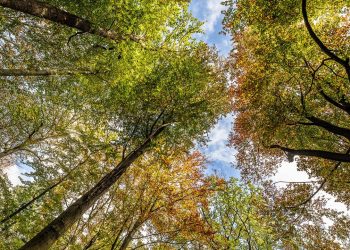 deutschlands-waelder:-vom-klimahelfer-zum-neuen-problembereich