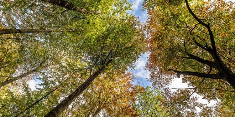 deutschlands-waelder:-vom-klimahelfer-zum-neuen-problembereich