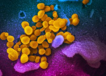 wie-viren-von-tieren-auf-menschen-uebergreifen