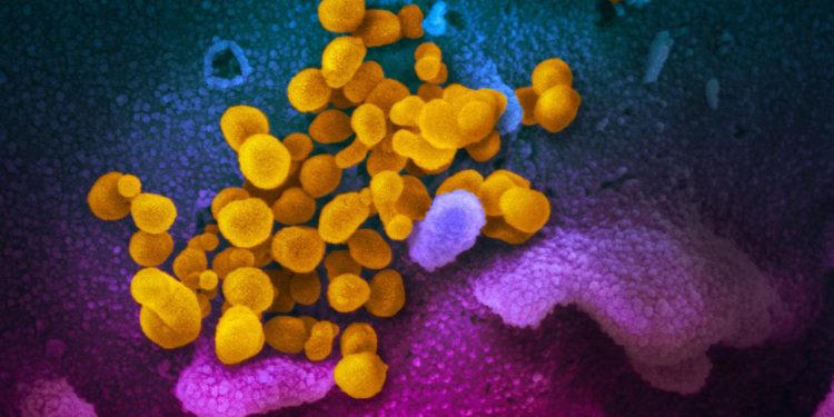 wie-viren-von-tieren-auf-menschen-uebergreifen