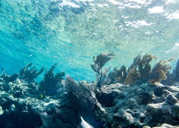 rekordtemperaturen:-ozeane-auch-in-der-tiefe-so-warm-wie-nie