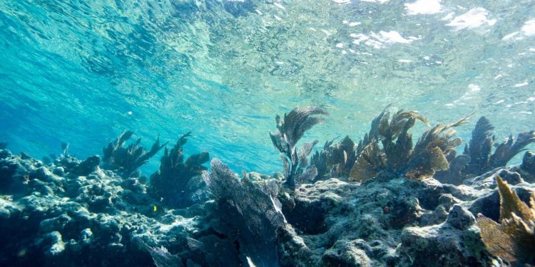 rekordtemperaturen:-ozeane-auch-in-der-tiefe-so-warm-wie-nie