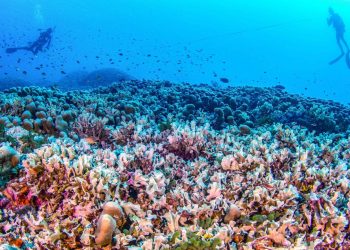 riesige-koralle-im-suedpazifik-entdeckt