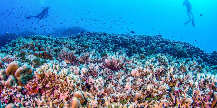 riesige-koralle-im-suedpazifik-entdeckt