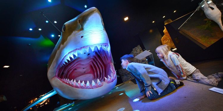 palaeontologie:-megalodon-–-der-urzeit-hai-mit-dem-grossem-appetit