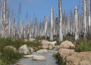 klimawandel:-waldumbau-in-europa-wird-immer-schwieriger