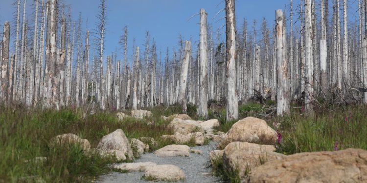 klimawandel:-waldumbau-in-europa-wird-immer-schwieriger