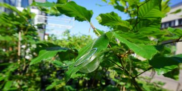 baeume-im-klimawandel:-mit-sensoren-den-wald-erforschen