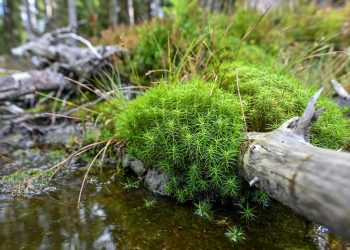 wenn-waelder-und-moore-schwaecheln