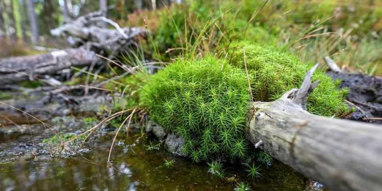 wenn-waelder-und-moore-schwaecheln