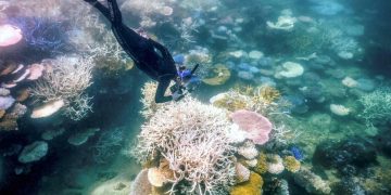 aufgeheizte-weltmeere-bedrohen-korallenriffe:-naechste-massenbleiche