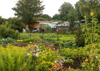 kleingaerten-helfen-dem-artenschutz