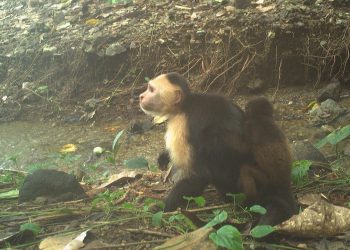 kapuzineraffen-entfuehren-offenbar-aus-langeweile-bruellaffenbabys